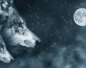 Полная Луна 22 декабря 2018